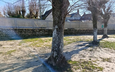 Image du projet Fleurissement de la cour 