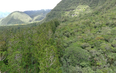 Image du projet Une Aire Terrestre Educative gérée par les élèves de la Plaine des Palmistes