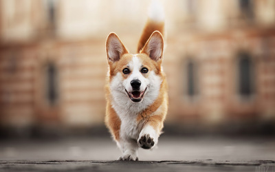 Image du projet Un chien de soutien scolaire pour le collège Berthelot