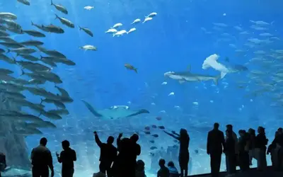 Image du projet  Collecte de fonds pour la sortie pédagogique de fin d'année à Nausicaa*