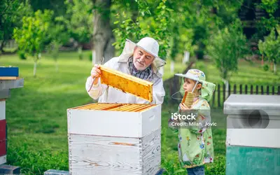 Image du projet Les abeilles, essentielles à notre écosystème