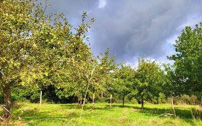 Image du projet ATE- Le verger au fil des saisons