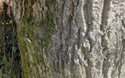 Image du projet Raconte ton arbre