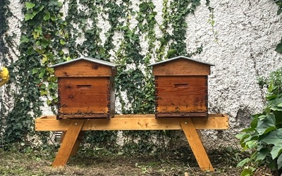 Image du projet Les abeilles s'installent au Lycée Magenta...