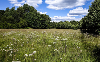 Image du projet biodiversité à Vincey