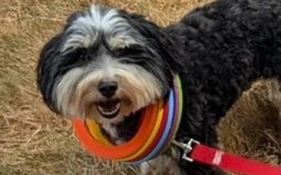 Image du projet Je grandis avec un chien !