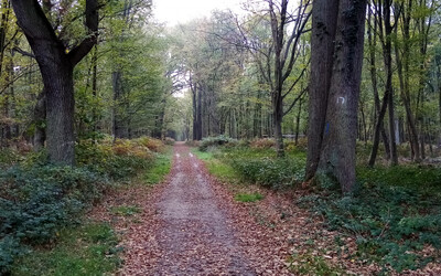 Image du projet Aire territoriale éducative - Forêt d'Achères