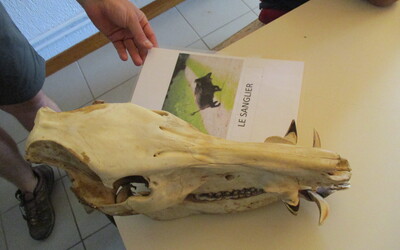 Image du projet Classe verte animale pour des élèves de Storck à Guebwiller!