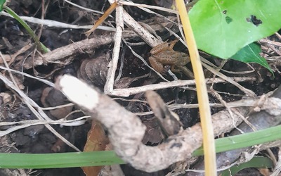 Image du projet L'ATE à Duingt : Observer, comprendre, décider, agir pour la biodiversité
