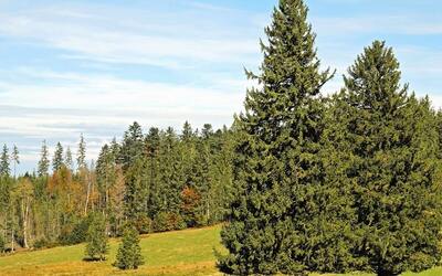 Image du projet Classe verte dans le parc naturel du Pilat