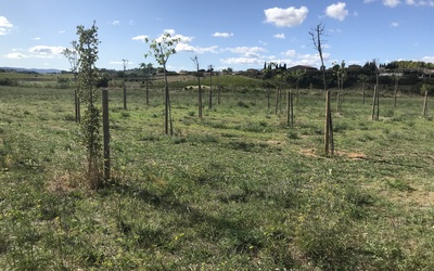 Image du projet ATE Montpeyroux