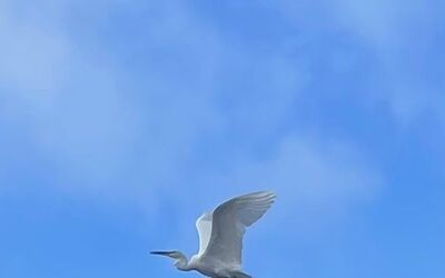 Image du projet A TIRE D'AILE