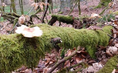 Image du projet ATE forestière à Faux-la-Montagne