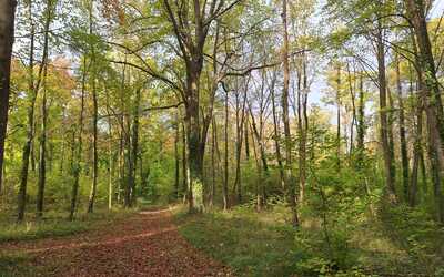 Image du projet Classe découverte dans la forêt du Chateau de Ménilles 