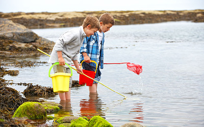 Image du projet les rainettes à la découverte du monde marin