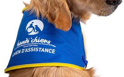 Image du projet Un Chien d'Assistance et de Réussite Scolaire Handi'chiens à Saint Charles !