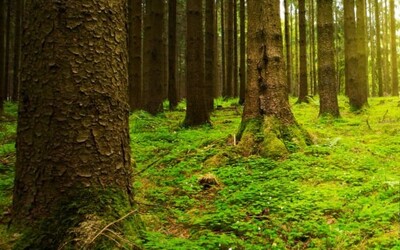 Image du projet La forêt des Billonnets