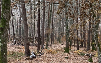 Image du projet Aventures en forêt d'Orléans