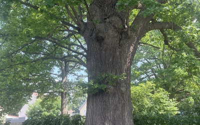 Image du projet Aire Terrestre Educative à Le Plessis-Brion