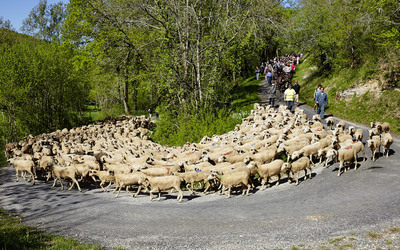 Image du projet Classe transhumance dans le Lot