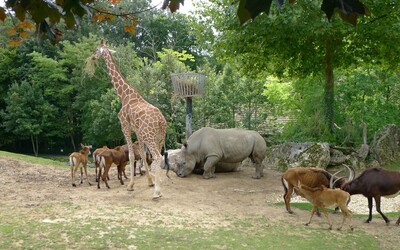 Image du projet A la découverte des habitats des animaux !!!!