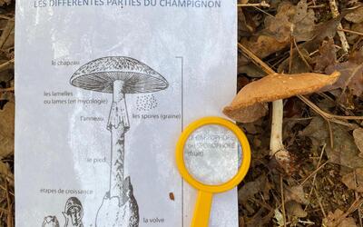 Image du projet Une Aire Terrestre Educative pour l'école Jean Macé à Hennebont