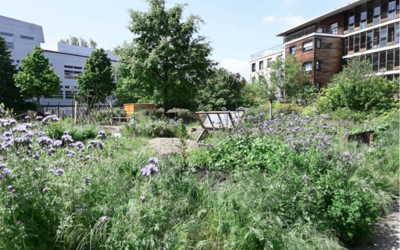 Image du projet Les CE1 C à la découverte de la biodiversité urbaine et du développement durable