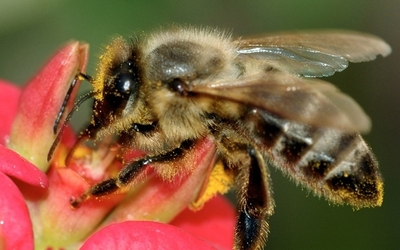 Image du projet Nos amies les abeilles