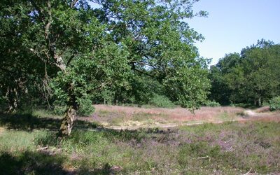 Image du projet ATE en forêt de Verneuil