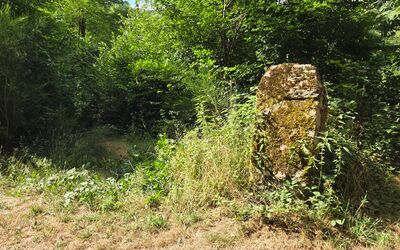 Image du projet De la classe au terrain, le collège prend racine : notre Aire Terrestre Educative à Uzerche
