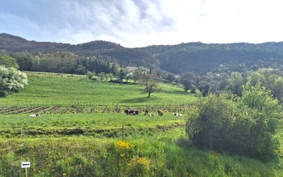 Image du projet ATE - Découverte de la biodiversité de Ruffieux