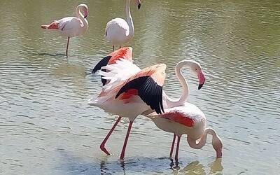 Image du projet Voyage au cœur de la Camargue pour les CM2 de La Freissinouse!