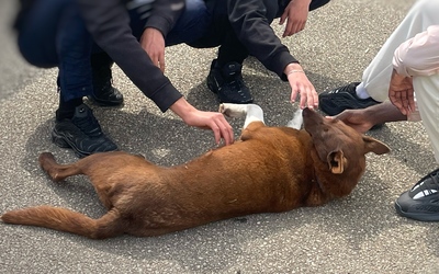 Image du projet Des chiens de traîneau en enseignement adapté!