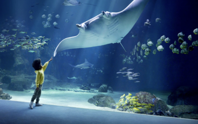 Image du projet Sortie scolaire à Nausicaa 