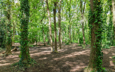 Image du projet Aire terrestre éducative du bois des Anémones