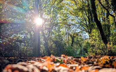 Image du projet Découvrir le monde du vivant en forêt de Fontainebleau