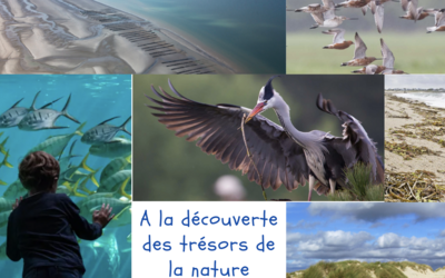 Image du projet A la découverte des trésors de la nature : classe découverte en baie de Somme