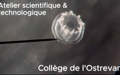 Image du projet Conférence de l'atelier scientifique à l'aquarium de Paris