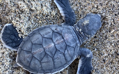 Image du projet Les Ce2 unis pour la protection des tortues de Mayotte 