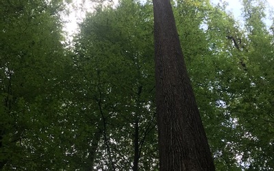 Image du projet Les spé SVT en forêt de Bercé !