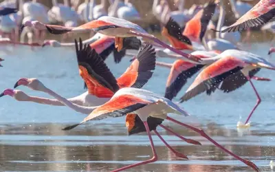 Image du projet Classe découverte aux Saintes-Marie-de-la-Mer