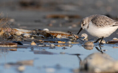 Image du projet Les petits artistes de Gragnague à la mer