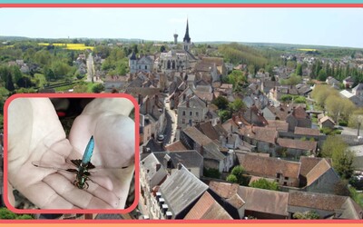 Image du projet Aire Terrestre Educative à Chatillon sur Loire