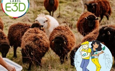 Image du projet L’éco-pâturage au collège au service de la biodiversité