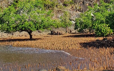 Image du projet Reboisement de la Mangrove de la lagune d'Ambato et de la baie de Soulou (Mtsangaguini)