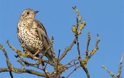 Image du projet Les oiseaux de la boucle des deux fontaines