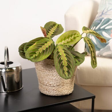 Plante qui prie