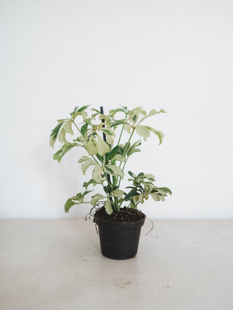 Achat / vente Schefflera | Maison Bouture