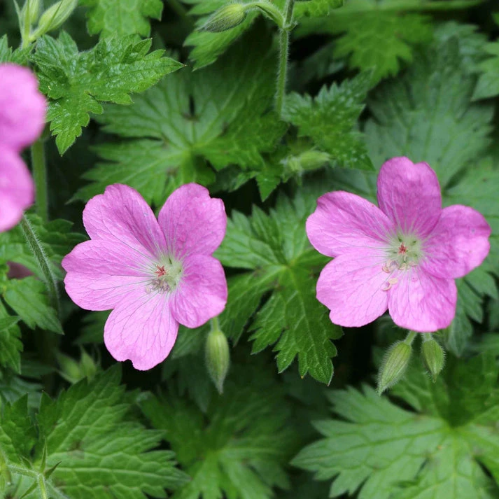 Géraniums des marais