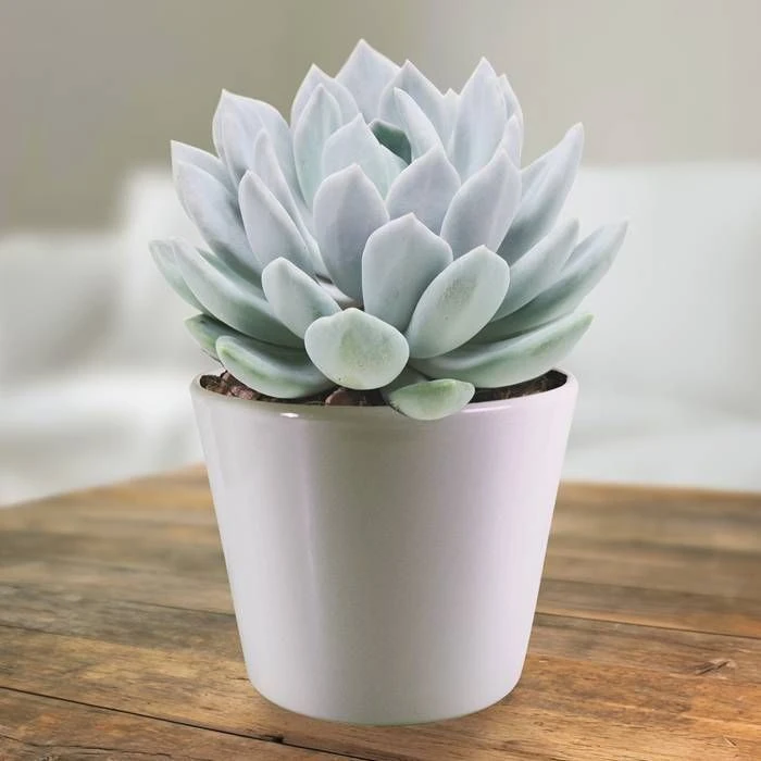 Pachyveria corvus